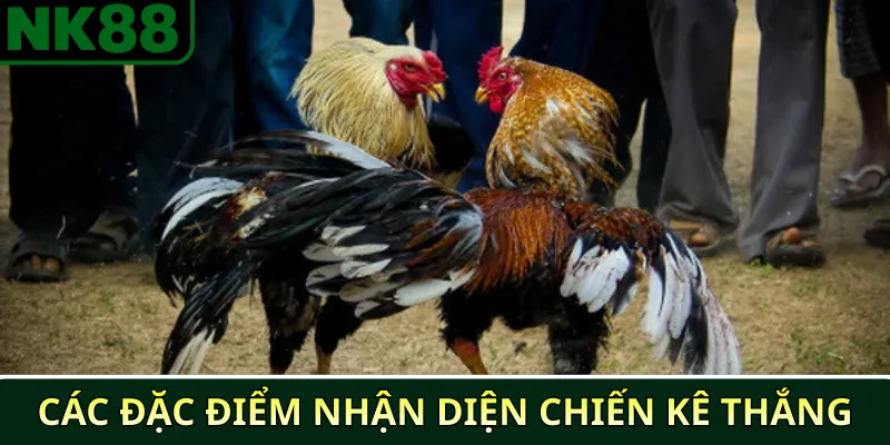 Các đặc điểm nhận diện chiến kê thắng