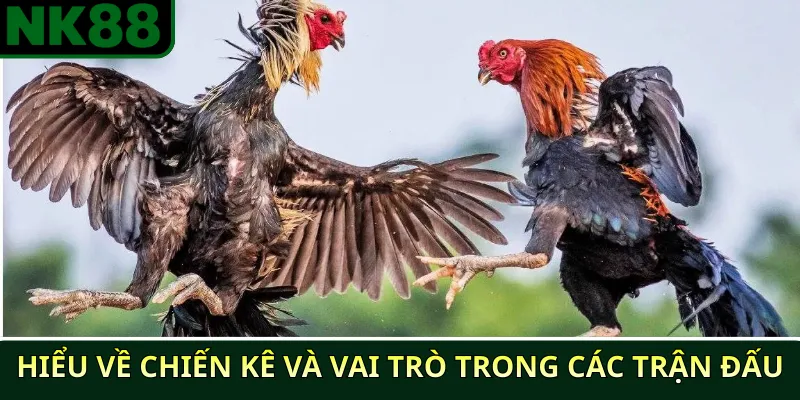 Hiểu về chiến kê và vai trò trong các trận đấu