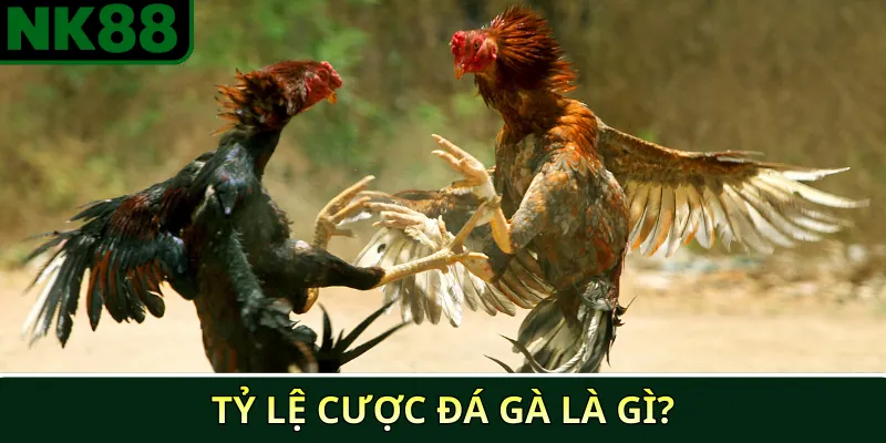 Cách đọc bảng tỷ lệ cược đá gà NK88 chi tiết cho người mới 2 Tỷ lệ cược đá gà là gì?